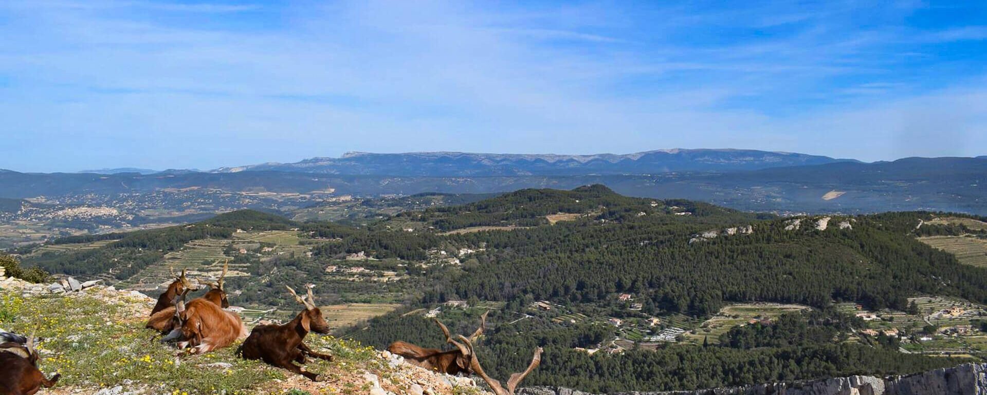 randonnees_dans_le_massif_du_gros_cerveau_sanary_tourisme-aspect-ratio-2000-800