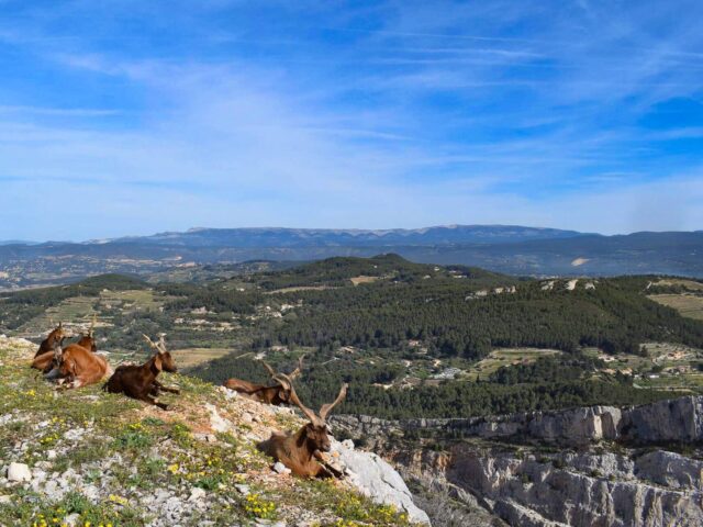 randonnees_dans_le_massif_du_gros_cerveau_sanary_tourisme-aspect-ratio-600-450