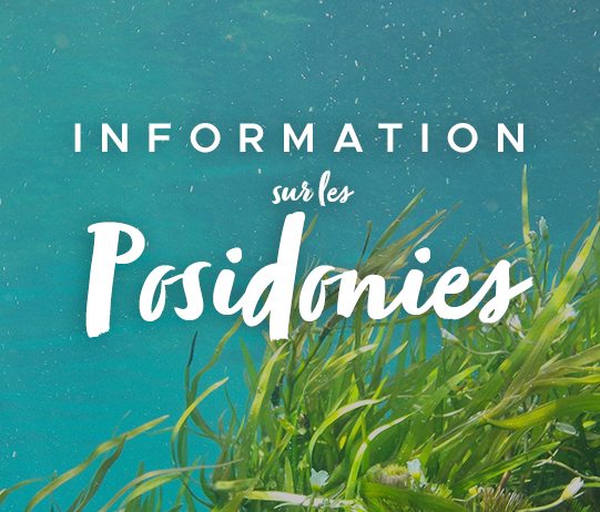 Information-sur-les-posidonies-Sanary