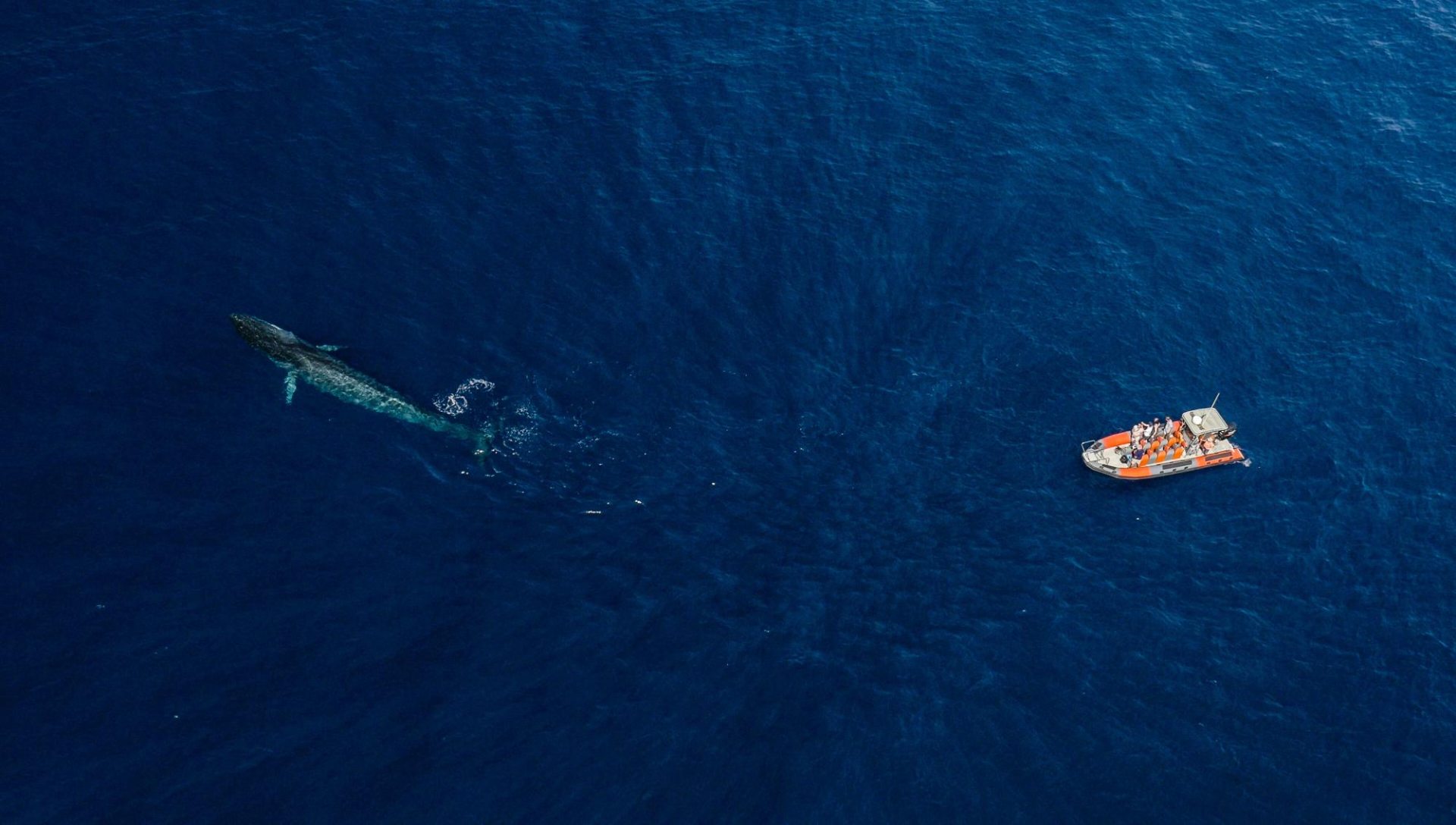 nautisme-sanary-calanques-baleines-dauphins-bateau-2023
