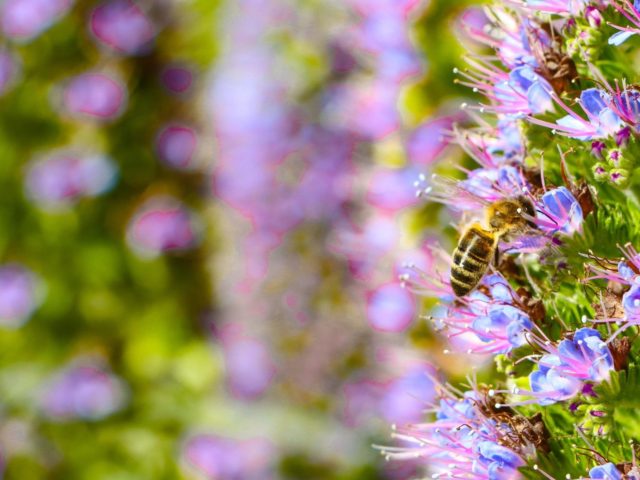 fleurs-abeille-1-270324-1-aspect-ratio-600-450